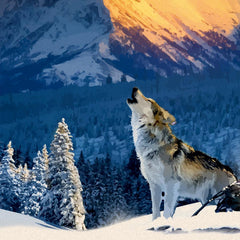 Alipson Yellowstone Wolf Jigsaw Puzzle (500 Pieces)