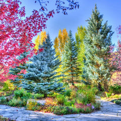 Grafika Colourful Forest, Colorado, USA Jigsaw Puzzle (1500 Pieces)