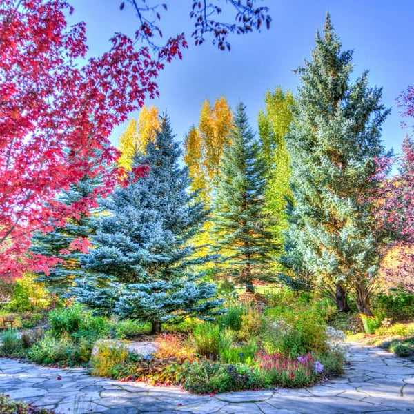 Grafika Colourful Forest, Colorado, USA Jigsaw Puzzle (1500 Pieces)