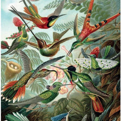 Piatnik Hummingbirds, Haeckel Jigsaw Puzzle (1000 Pieces)